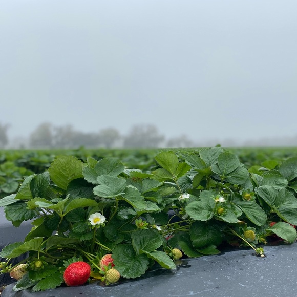 Meet your Posher, James - Picture 1 of 1